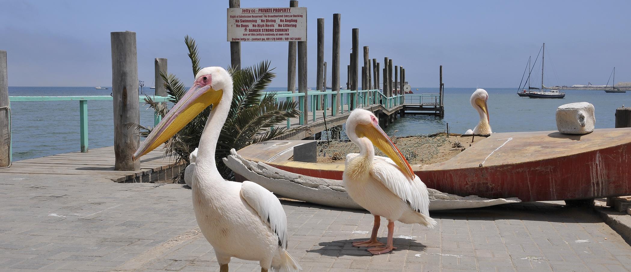 pelican